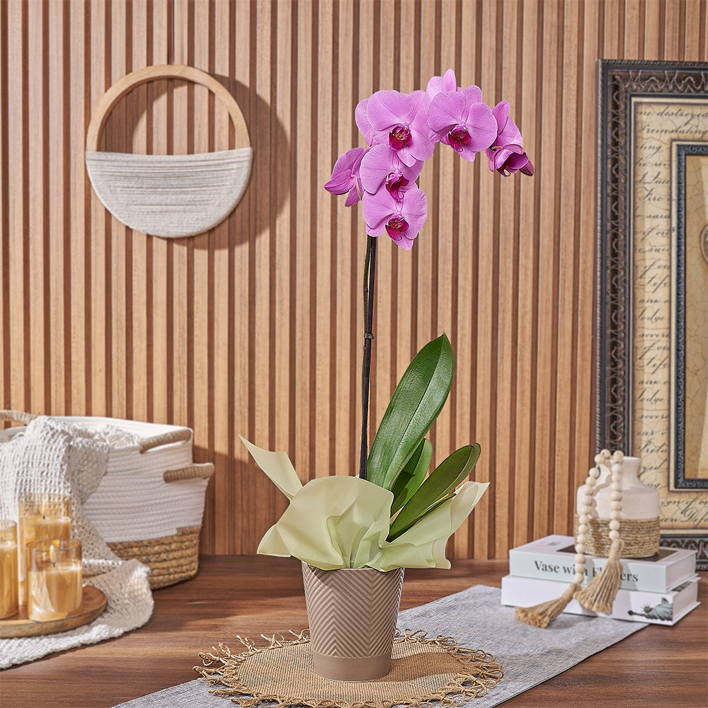 Premium Pink Phalaenopsis Orchid Plant for Year-Round Bloom – how the gift is presented