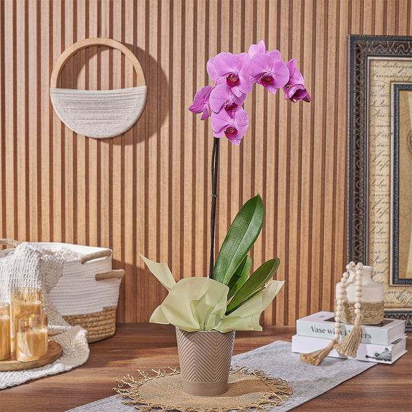 Premium Pink Phalaenopsis Orchid Plant for Year-Round Bloom – the bouquet