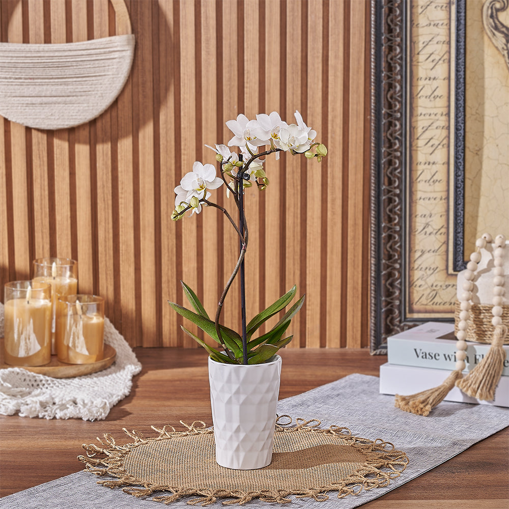 White Orchid Mini Plant Gift – how the gift is presented