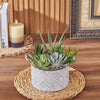 With the Generous Succulent Gift, enjoy a beautiful and vibrant plant gift that is sure to brighten up any space, New Hampshire delivery