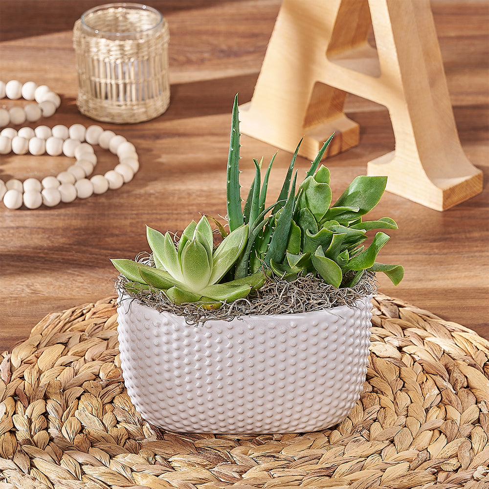 Little Oasis Succulent Garden, plant gift, plant, succulent gift, succulent, New Hampshire delivery