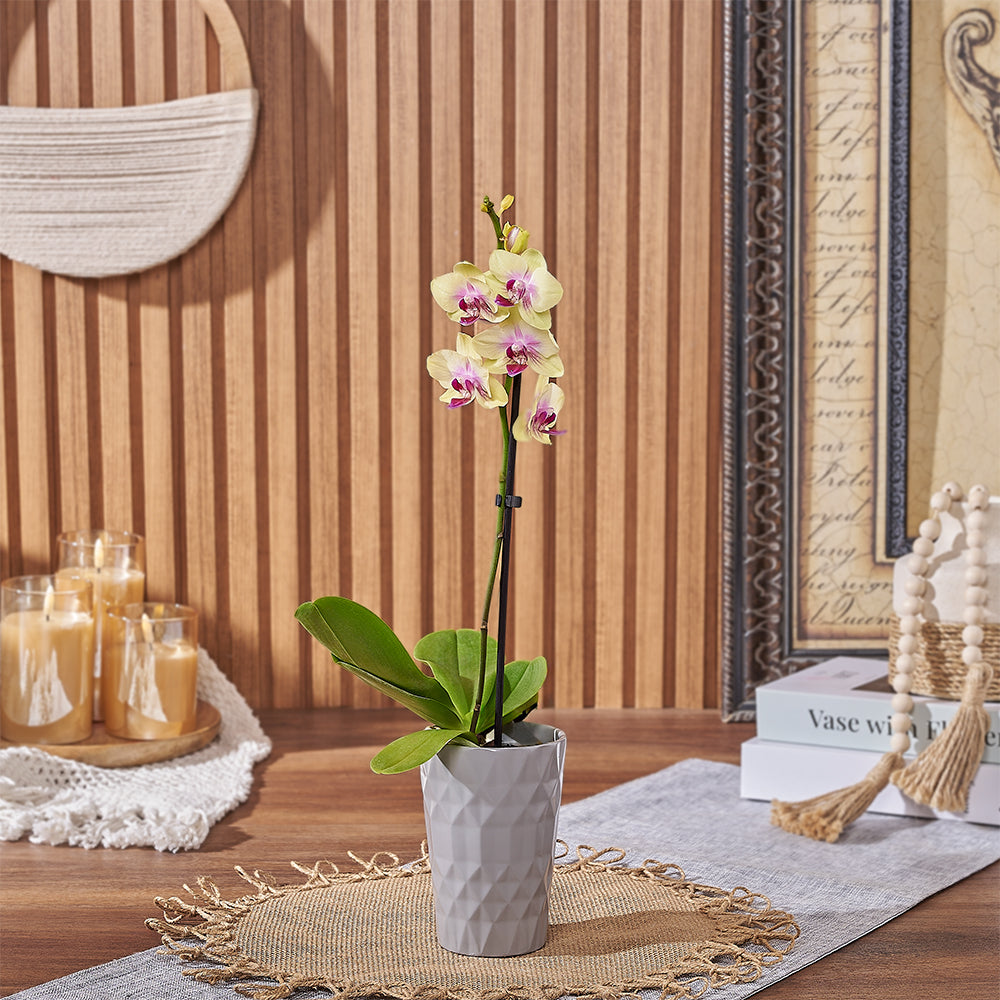 Stunning Yellow Phalaenopsis Orchid Indoor Plant – how the gift is presented