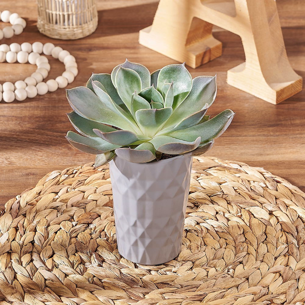 Potted Succulent in Vertical Narrow Planter – how the gift is presented