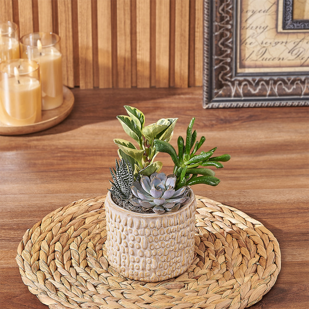 Natural Succulent Plant Gift, plant gift, plant, succulent gift, succulent, New Hampshire delivery