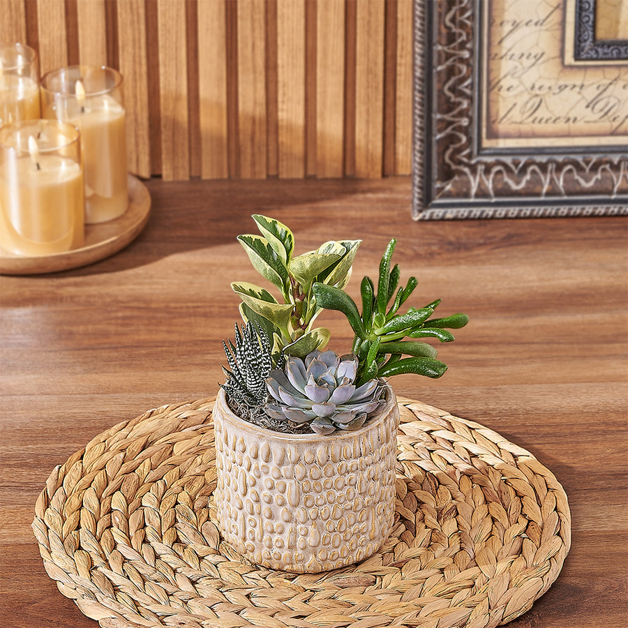 Natural Succulent Plant Gift, plant gift, plant, succulent gift, succulent, New Hampshire delivery