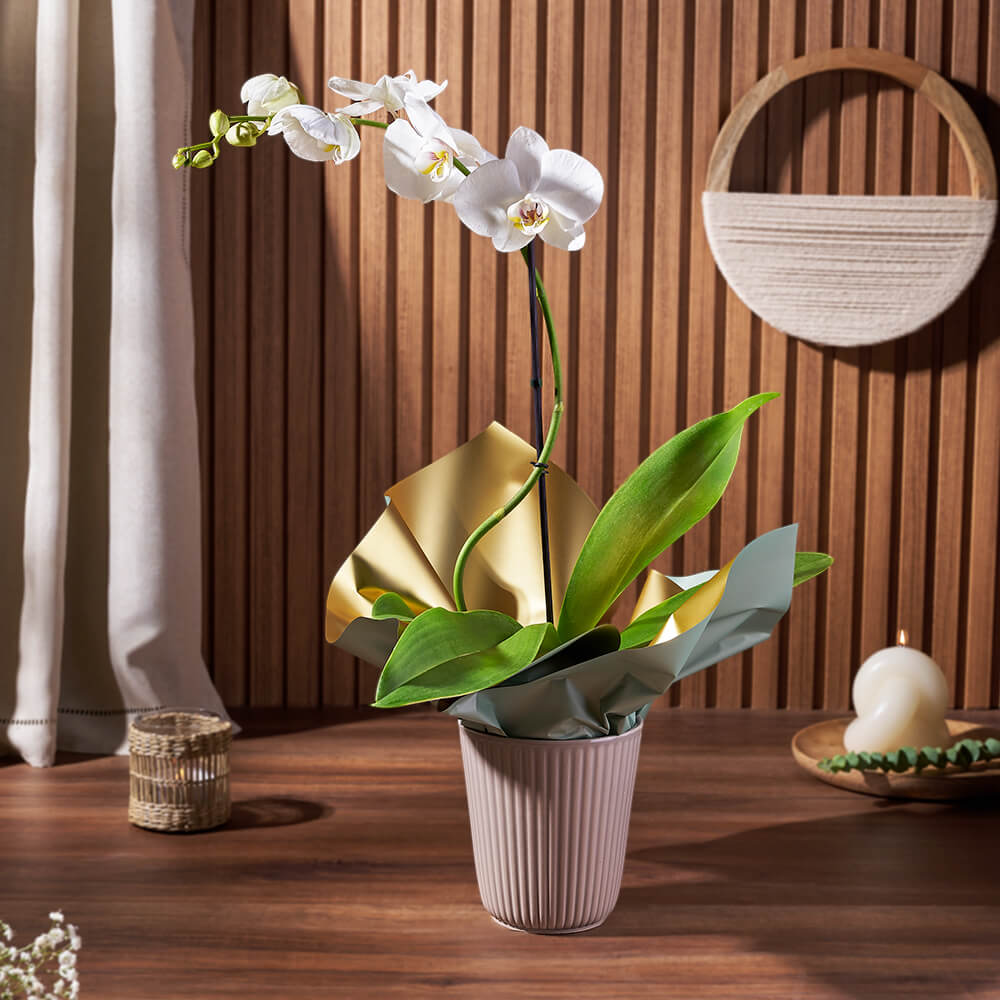 Ceramic Pot Featuring White Phalaenopsis Orchid Plant – how the gift is presented