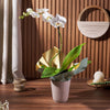 Pearl Essence Exotic Orchid Plant, plant gift, plant, flower gift, flower, orchid gift, orchid, New Hampshire Delivery