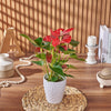 Potted Anthurium Plant, plant gift, plant, floral gift, floral, New Hampshire delivery