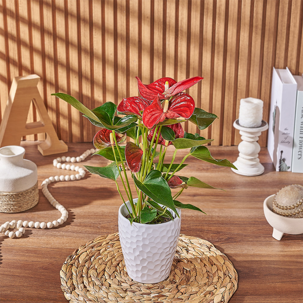 Potted Anthurium Plant, plant gift, plant, floral gift, floral, New Hampshire delivery