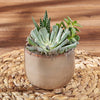 Potted Succulent Trio, plant gift, plant, succulent gift, succulent, New Hamshire delivery