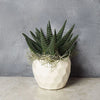 Potted Zebra Plant Succulent from New Hampshire Baskets - Plant Gift - New Hampshire Delivery