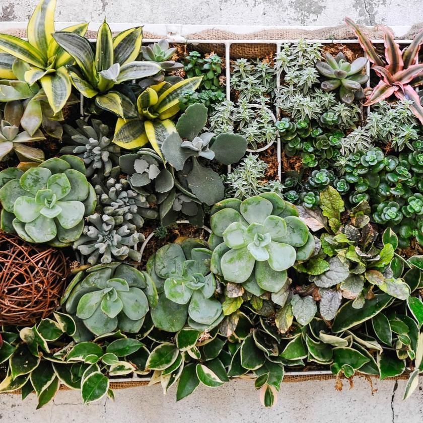 Succulents &amp; Cacti from New Hampshire Baskets - Plant Gift - New Hampshire Delivery