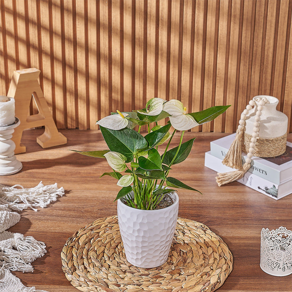 Decorative Pot with White Anthurium – how the gift is presented