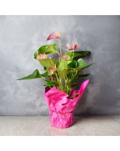 Tickled Pink Potted Anthuriums, floral gift baskets, gift baskets, potted plant gift baskets