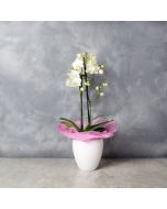 Potted Mini Phalaenopsis Orchid, floral gift baskets, gift baskets, potted plant gift baskets